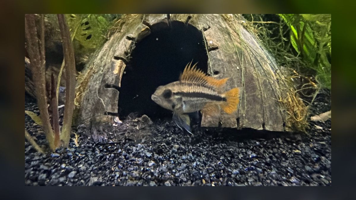 Top 10 Dwarf Cichlids for Planted Aquariums — figure 1