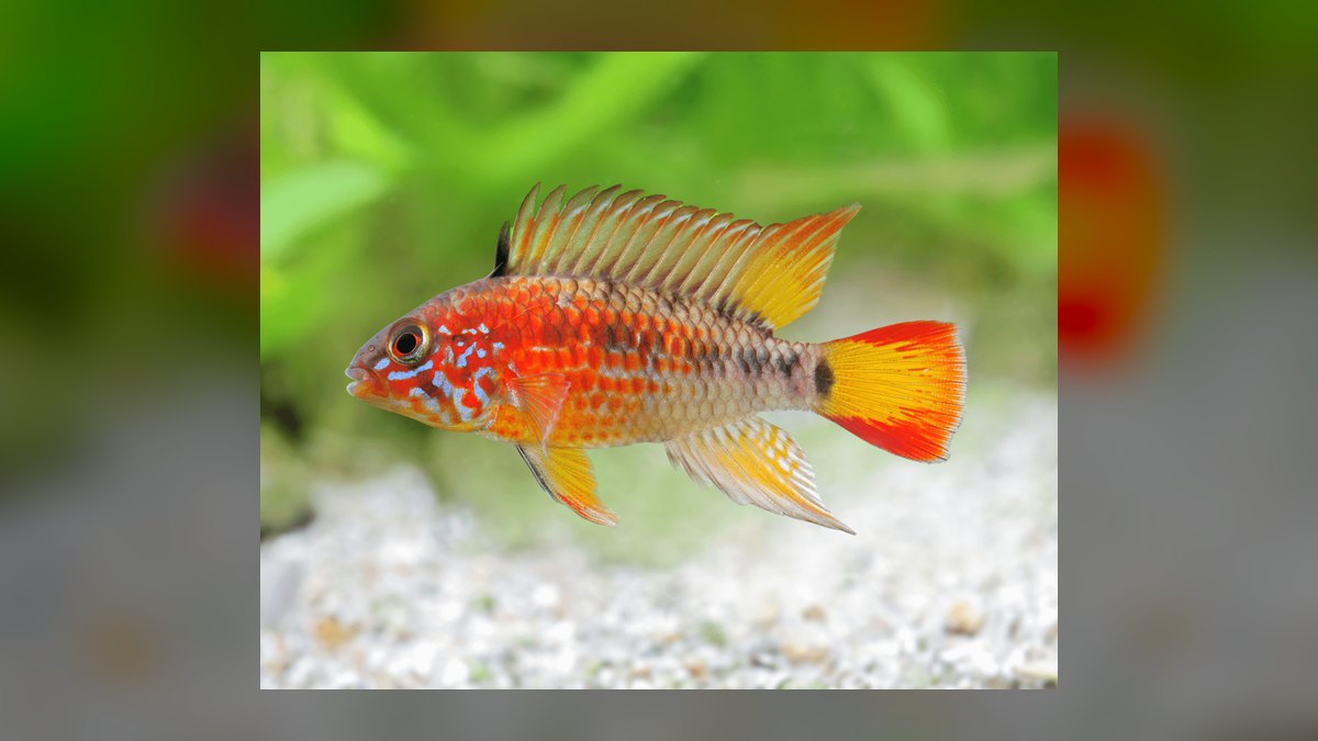 Top 10 Dwarf Cichlids for Planted Aquariums — figure 10