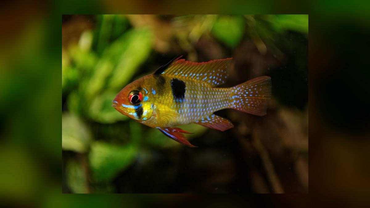 Top 10 Dwarf Cichlids for Planted Aquariums — figure 2