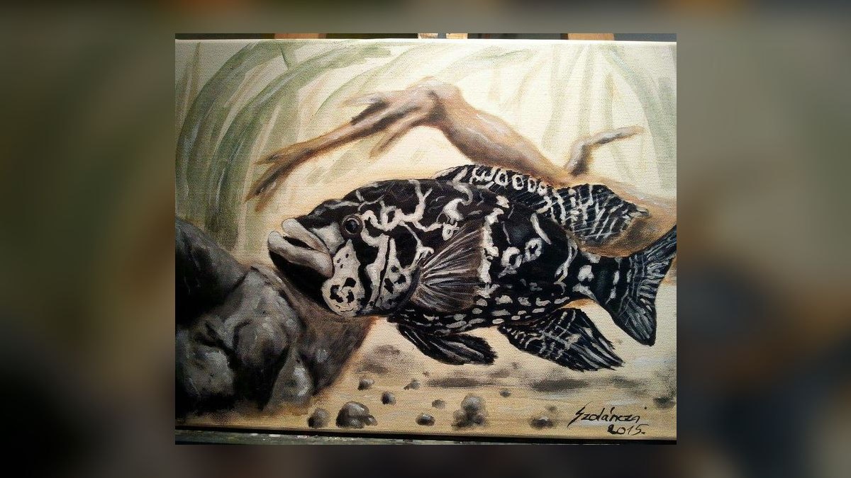 Top 10 Dwarf Cichlids for Planted Aquariums — figure 3
