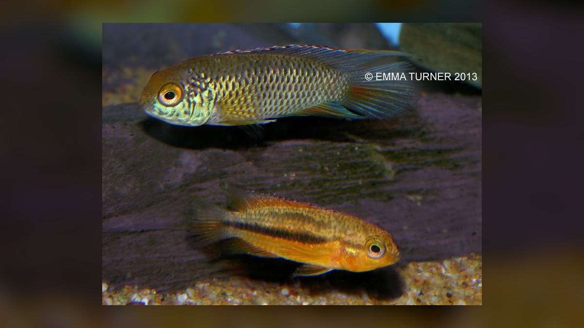Top 10 Dwarf Cichlids for Planted Aquariums — figure 4