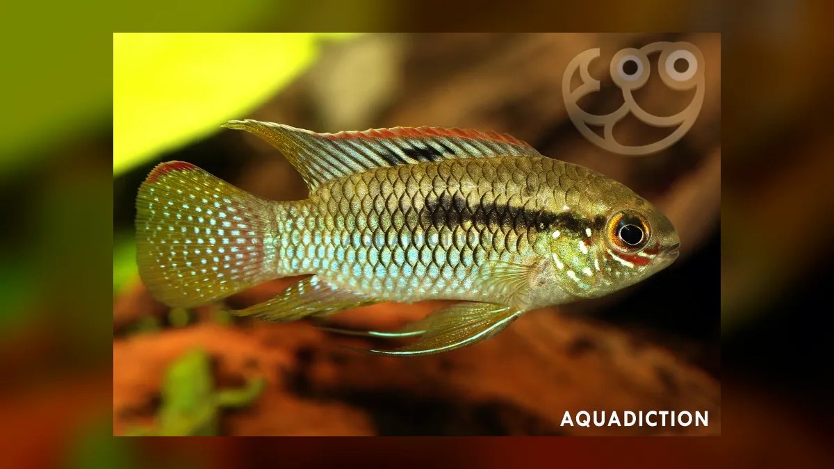 Top 10 Dwarf Cichlids for Planted Aquariums — figure 5