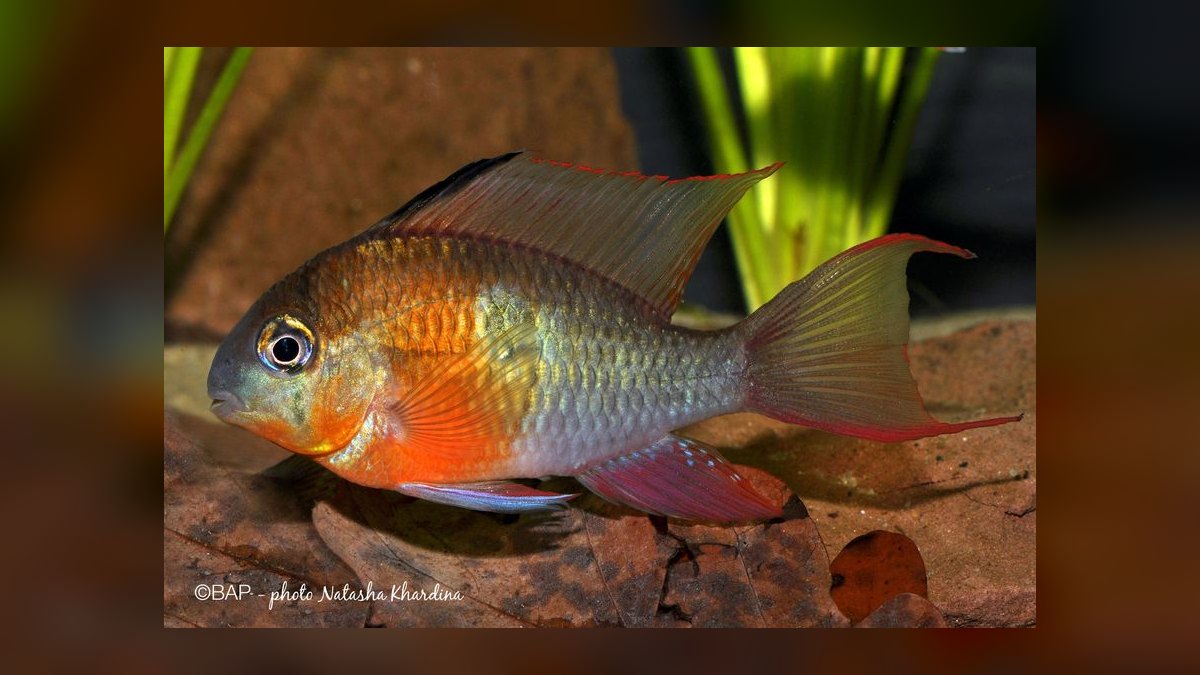 Top 10 Dwarf Cichlids for Planted Aquariums — figure 7