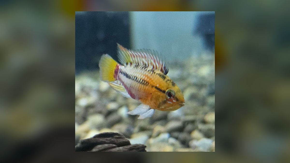 Top 10 Dwarf Cichlids for Planted Aquariums — figure 8