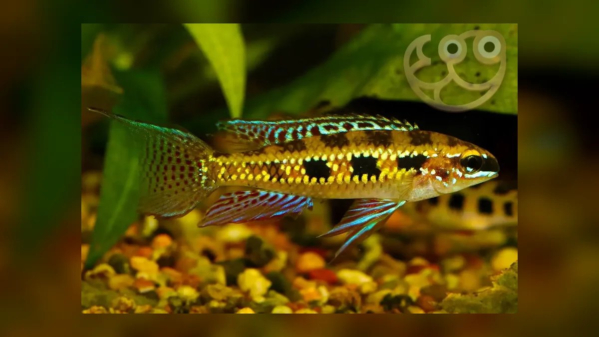 Top 10 Dwarf Cichlids for Planted Aquariums — figure 9