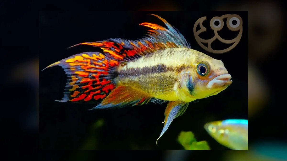 Top 10 Dwarf Cichlids for Planted Aquariums in 2027