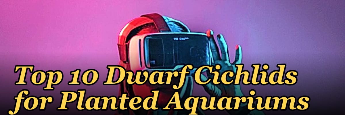 Top 10 Dwarf Cichlids for Planted Aquariums