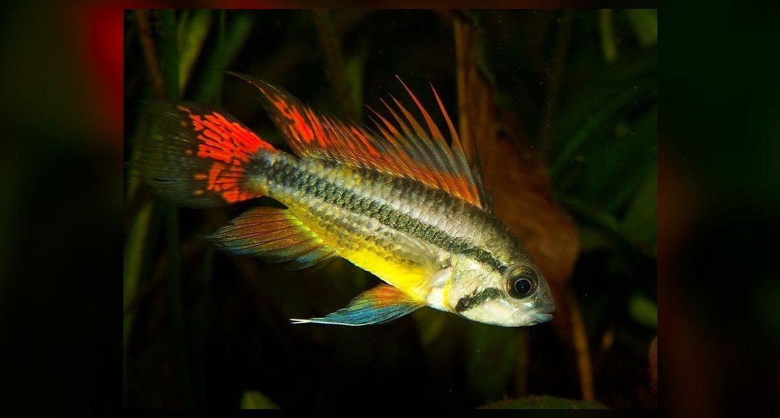 Top 10 Dwarf Cichlids for Planted Aquariums in 2027