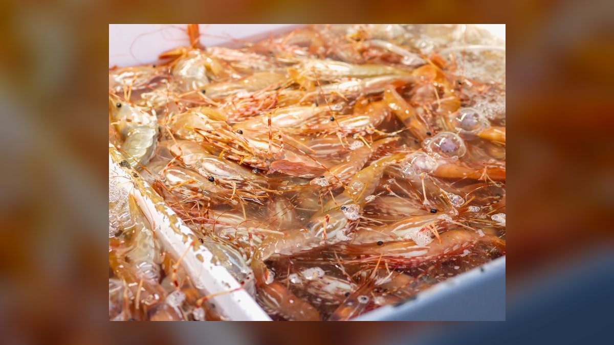 How do you raise water hardness in a shrimp tank — figure 1