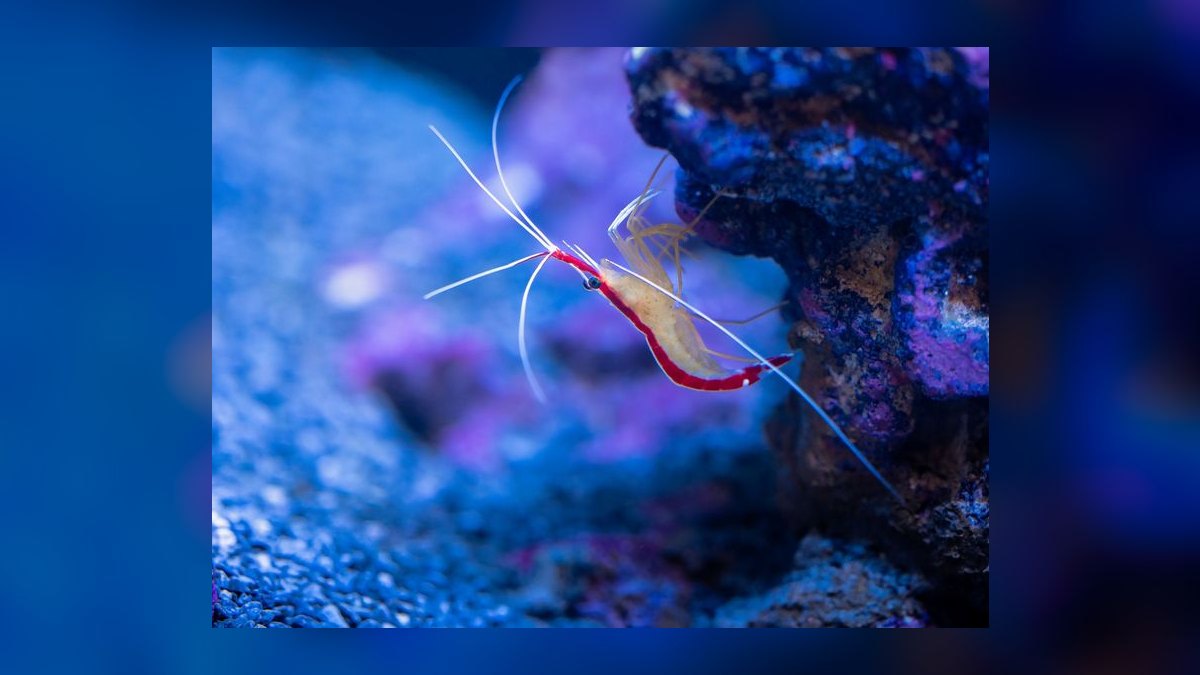 How do you raise water hardness in a shrimp tank — figure 2
