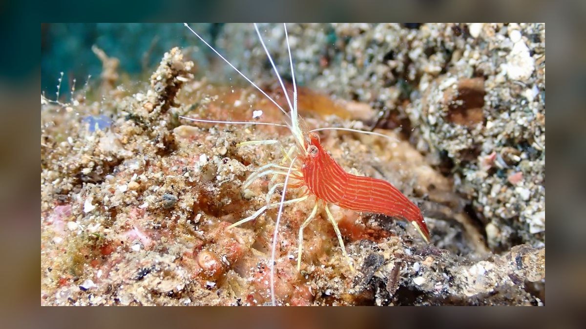 How do you raise water hardness in a shrimp tank — figure 4