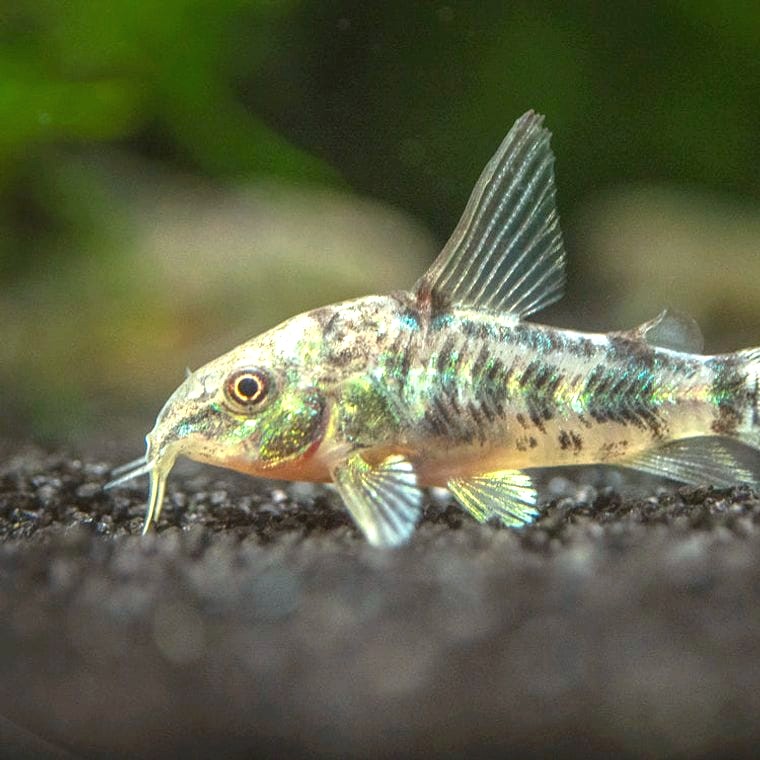 Peppered Corydoras catfish