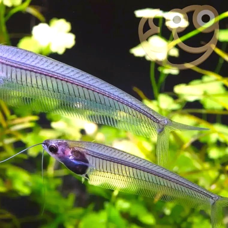 Kryptopterus vitreolus (Glass Catfish)