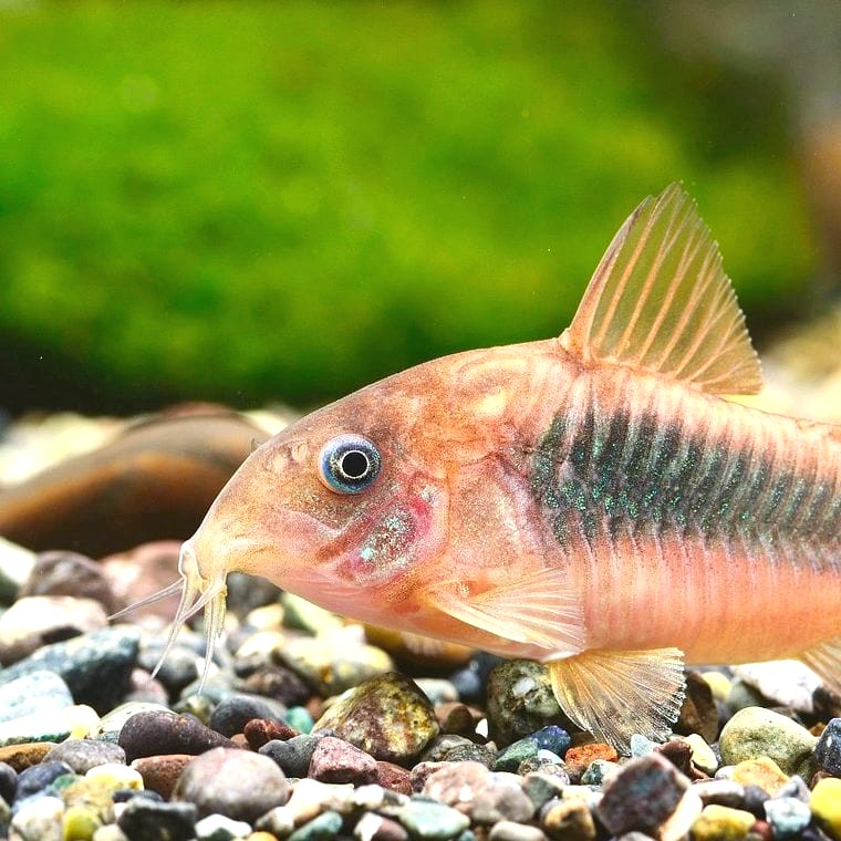 Corydoras aeneus (Bronze Corydoras)