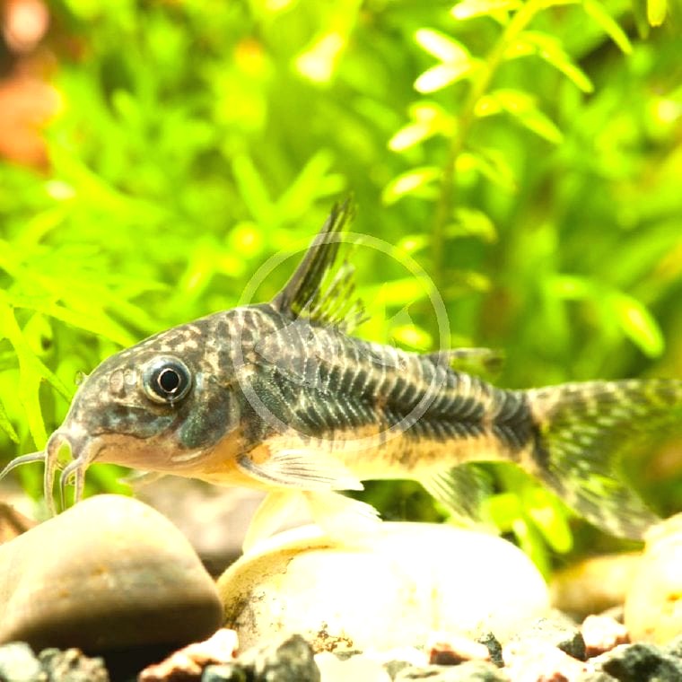 Corydoras paleatus (Peppered Corydoras)