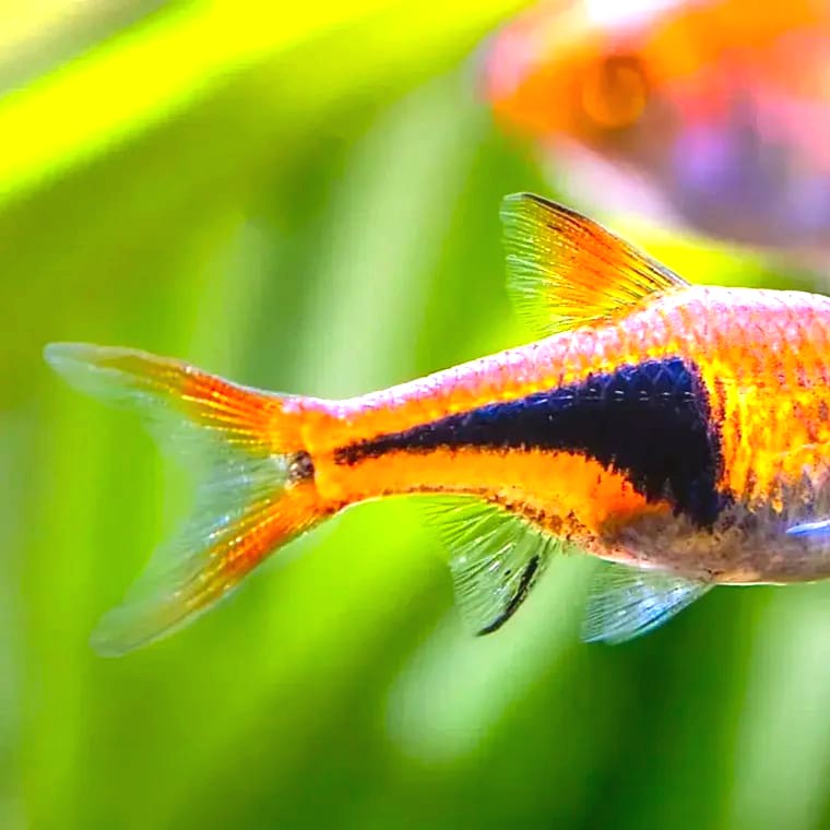 Trigonostigma heteromorpha (Harlequin Rasbora)