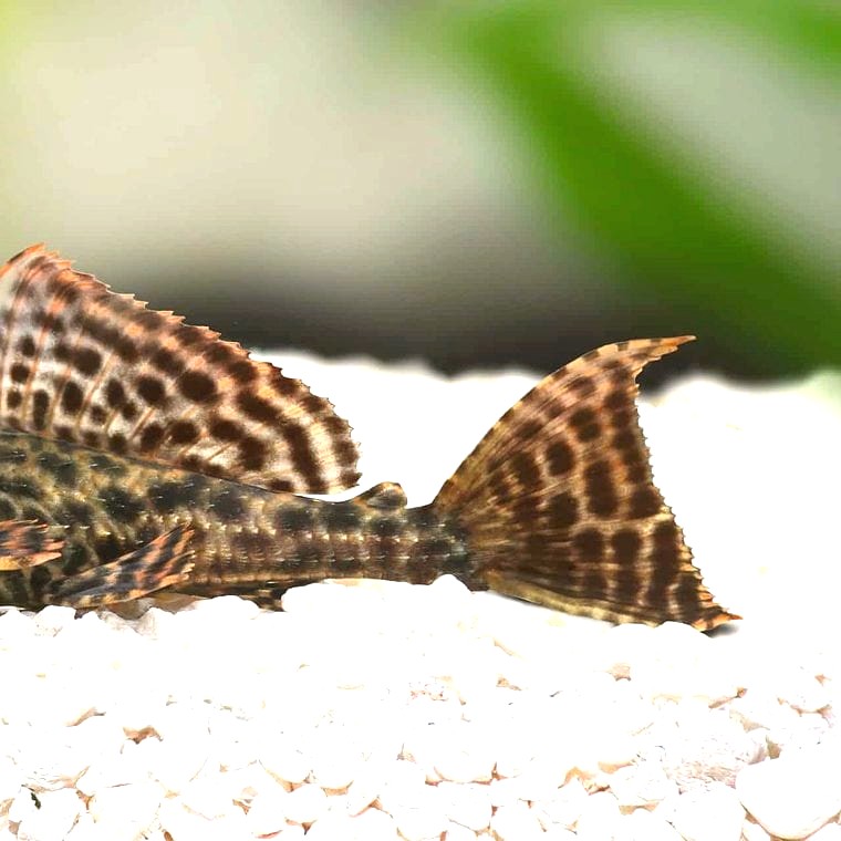 Hypostomus plecostomus (Common Pleco)