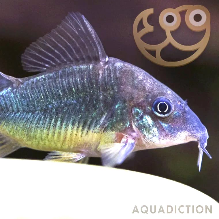 Brochis splendens (Emerald Corydoras)