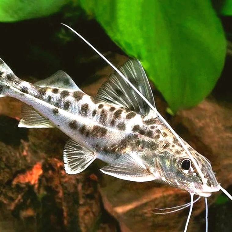 Pimelodus pictus (Pictus Catfish)