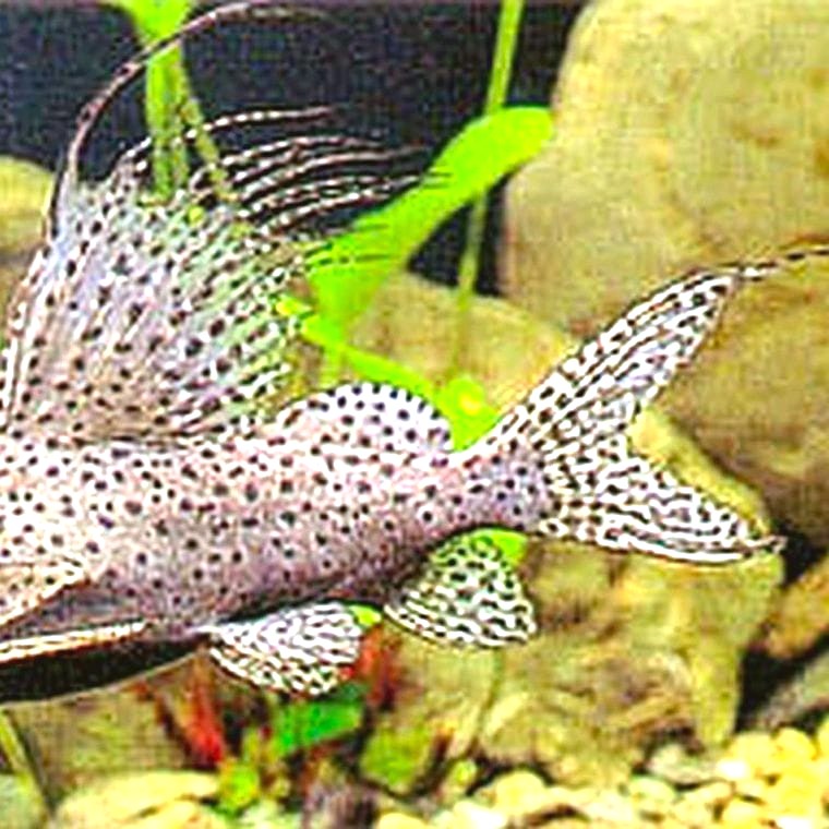 Synodontis eupterus (Featherfin Squeaker)