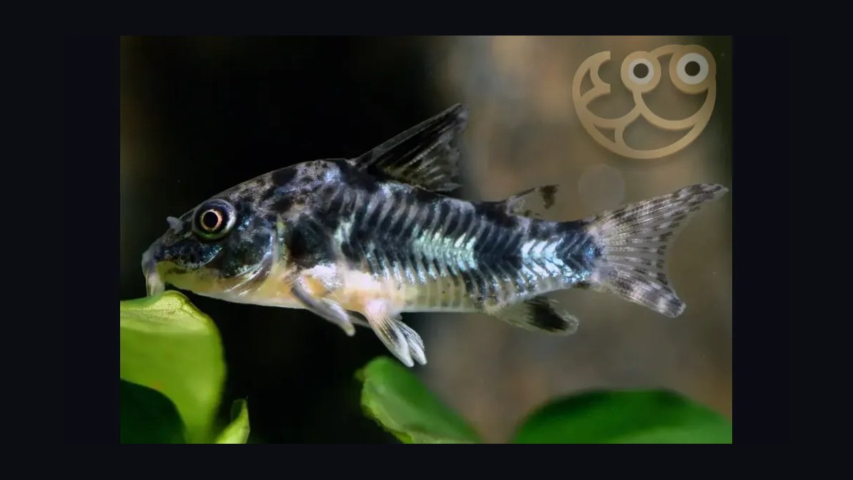 Top 10 Catfish Species for Community Aquariums in 2027 — figure 1