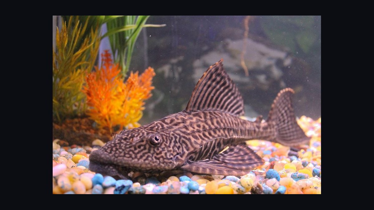 Top 10 Catfish Species for Community Aquariums in 2027 — figure 10