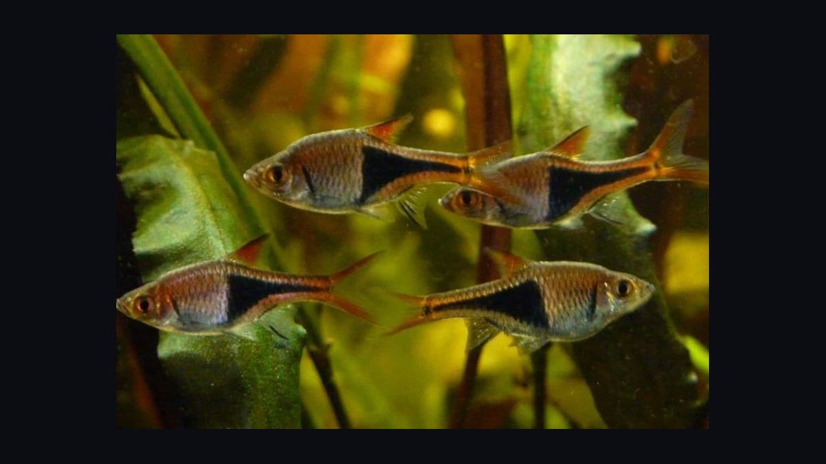 Top 10 Catfish Species for Community Aquariums in 2027 — figure 2