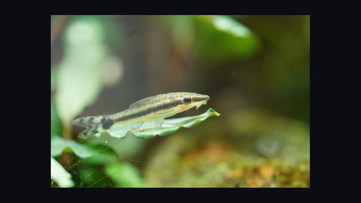 Top 10 Catfish Species for Community Aquariums in 2027 — figure 3
