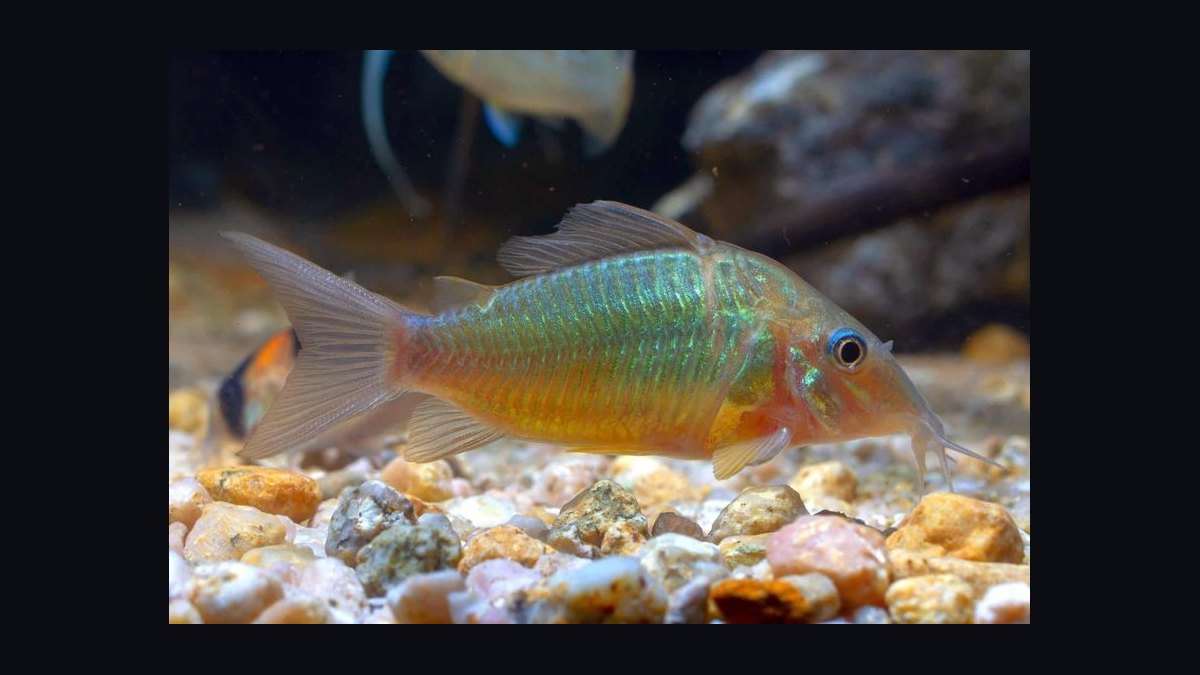 Top 10 Catfish Species for Community Aquariums in 2027 — figure 4