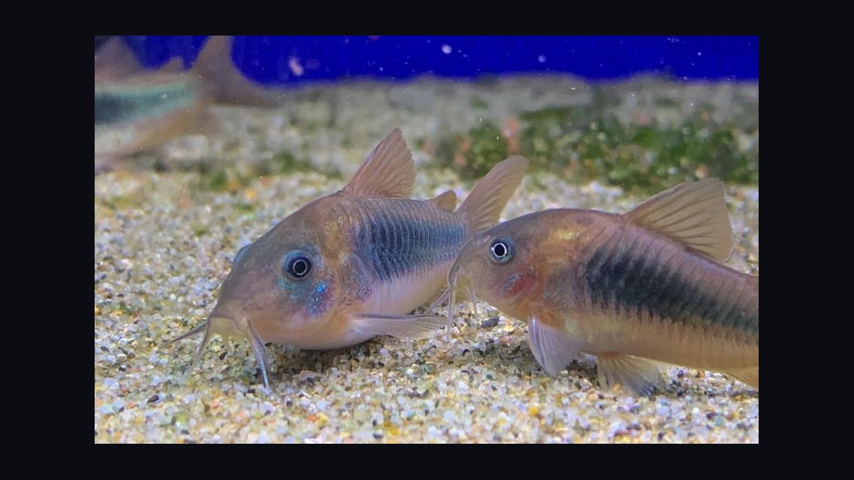 Top 10 Catfish Species for Community Aquariums in 2027 — figure 6