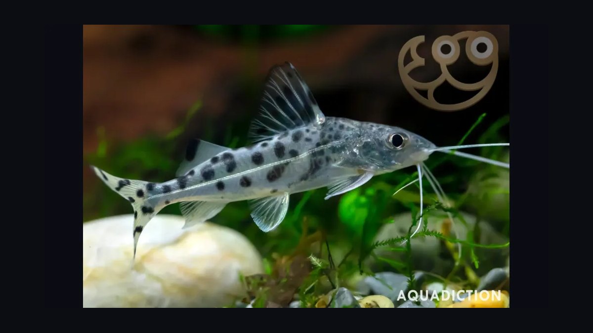 Top 10 Catfish Species for Community Aquariums in 2027 — figure 7