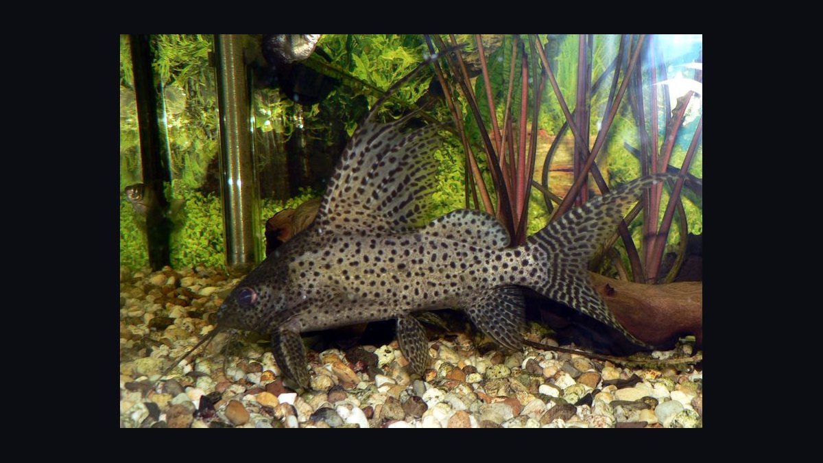 Top 10 Catfish Species for Community Aquariums in 2027 — figure 8