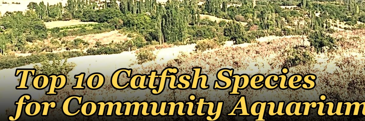 Top 10 Catfish Species for Community Aquariums