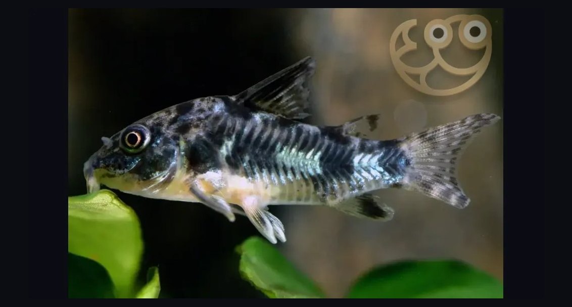 Top 10 Catfish Species for Community Aquariums in 2027