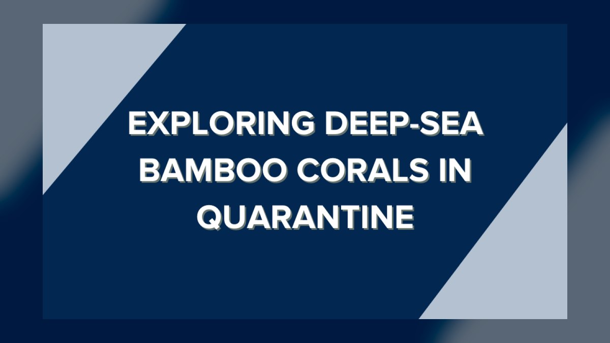 How do you quarantine and dip new corals — figure 1