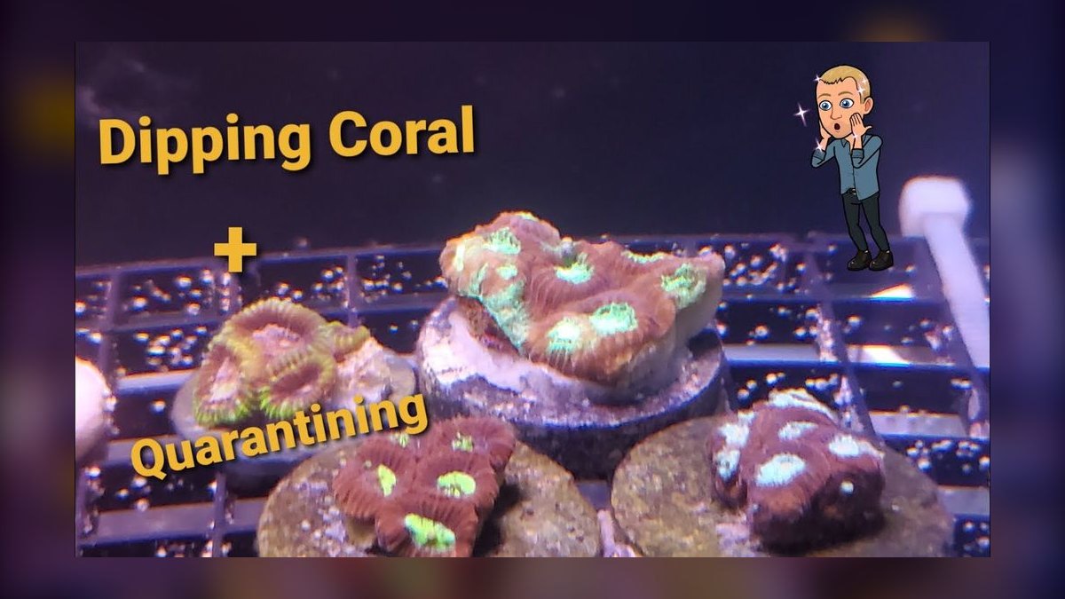 How do you quarantine and dip new corals — figure 2