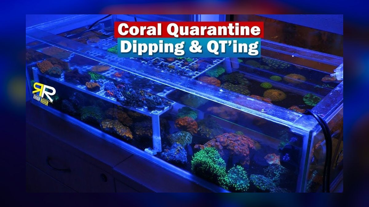 How do you quarantine and dip new corals — figure 3