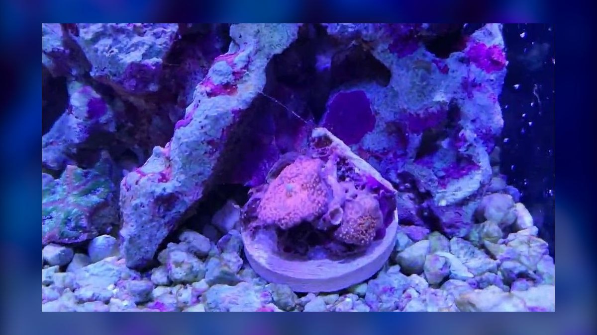 How do you quarantine and dip new corals — figure 5