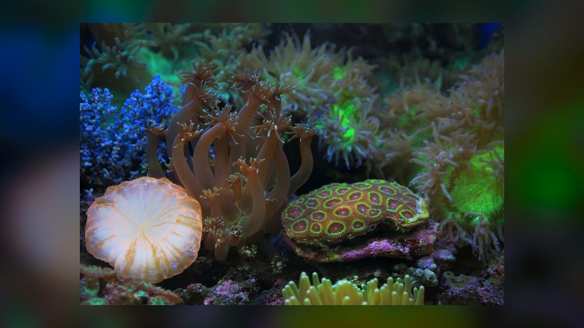 How do you quarantine and dip new corals — figure 6