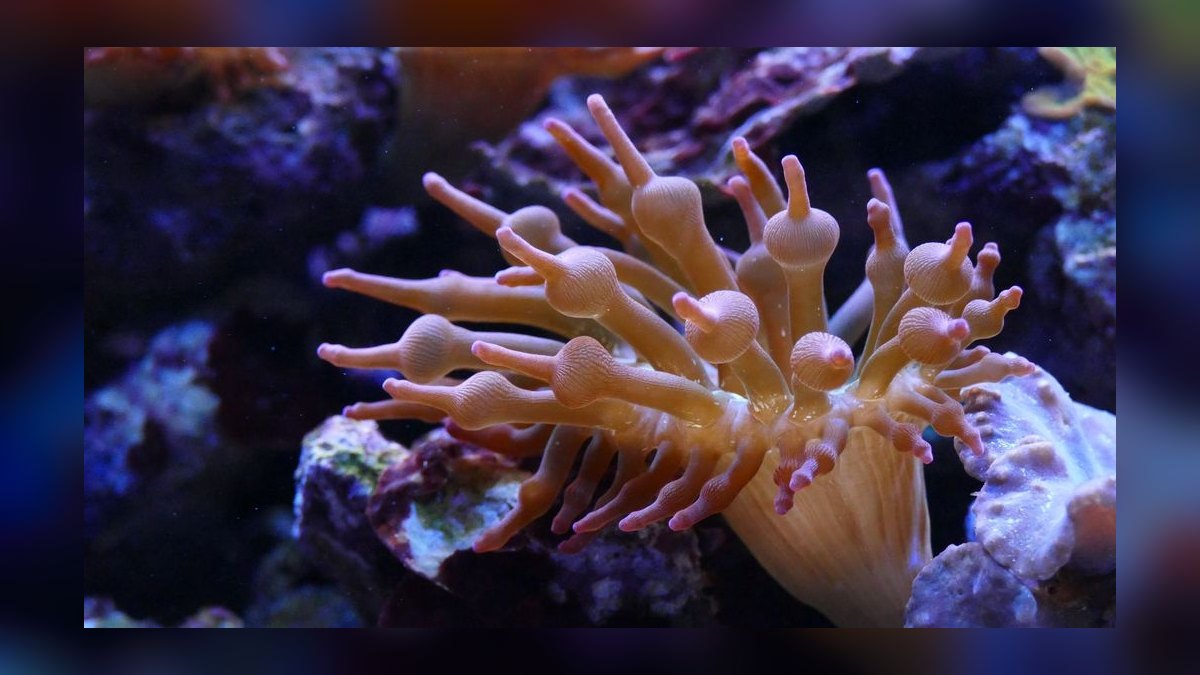How do you quarantine and dip new corals — figure 7