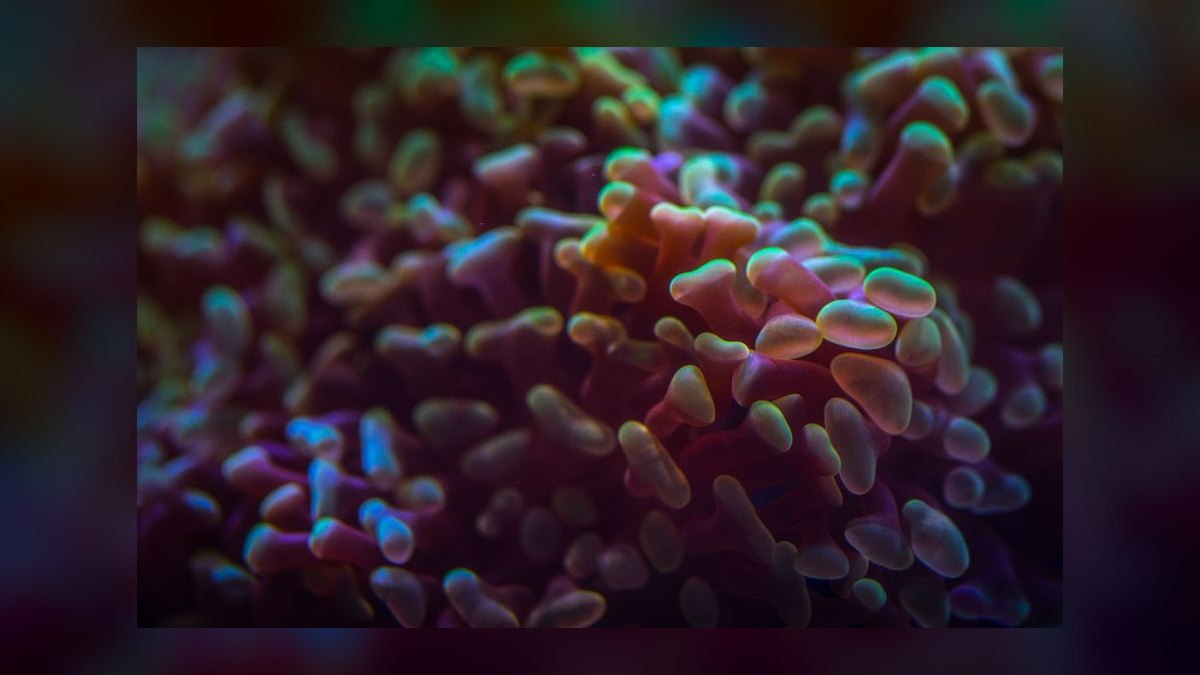 How do you quarantine and dip new corals — figure 8