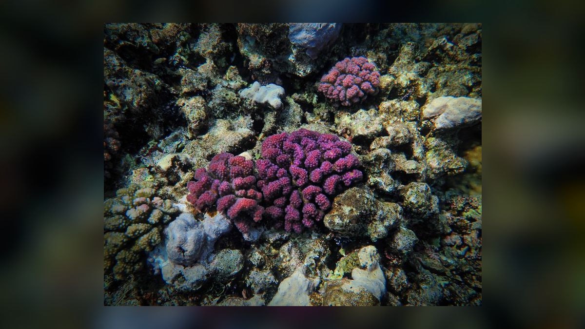 How do you quarantine and dip new corals — figure 9