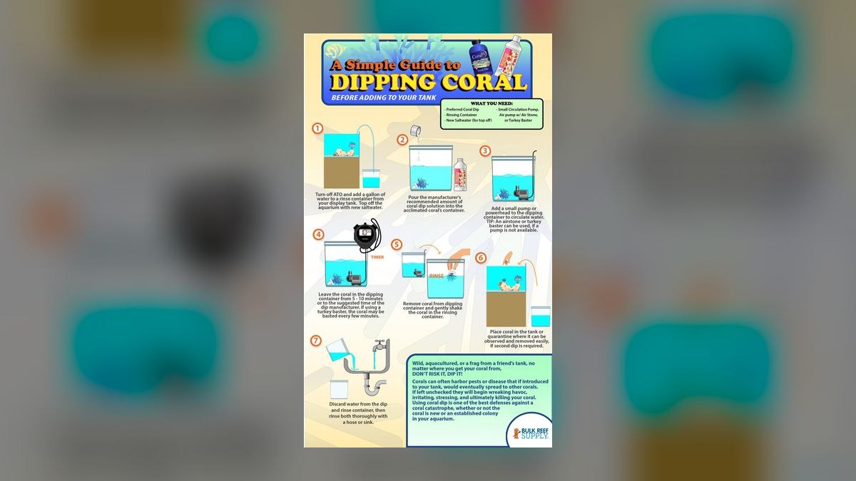 How do you quarantine and dip new corals?