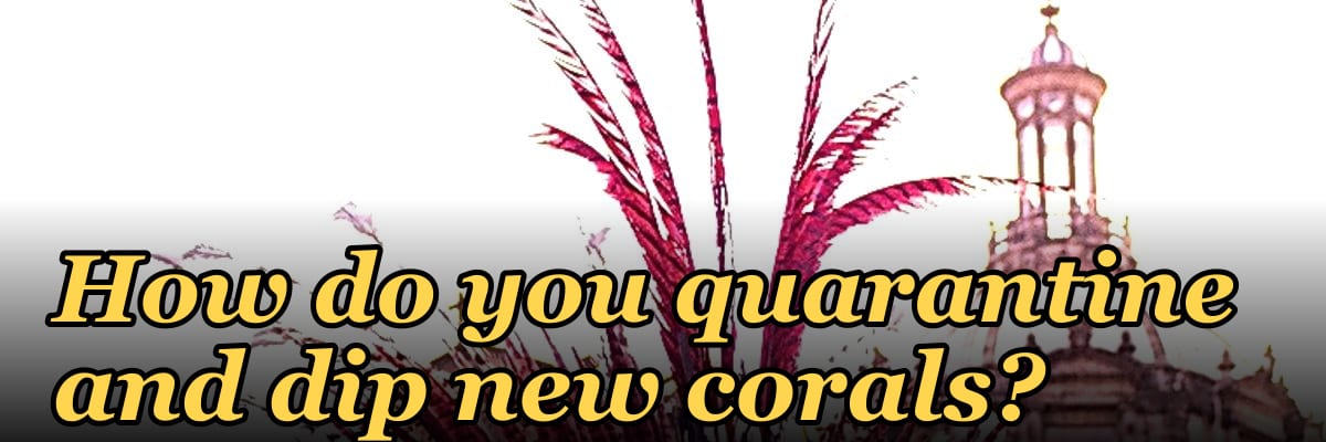 How do you quarantine and dip new corals?