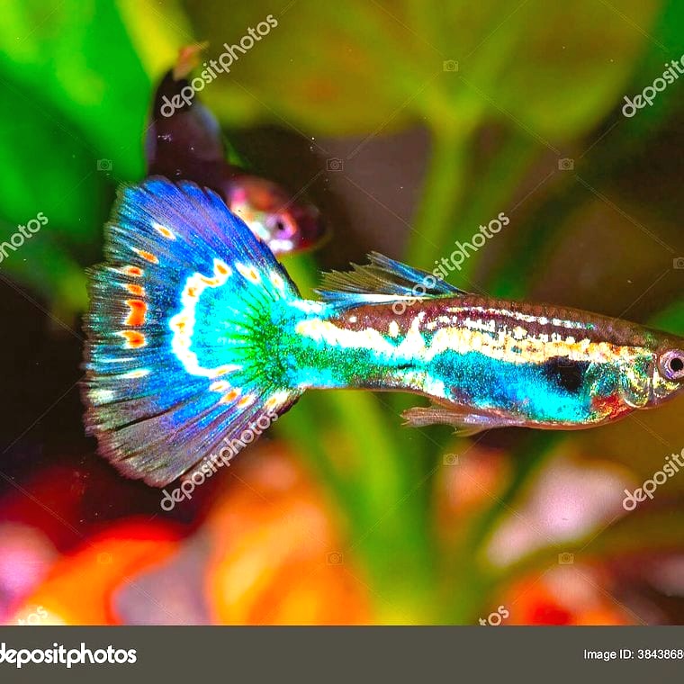 fancy guppy Poecilia reticulata