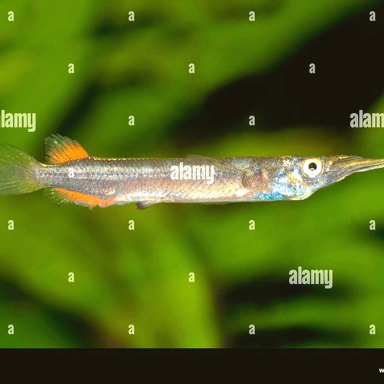 Halfbeak (Dermogenys pusillus)