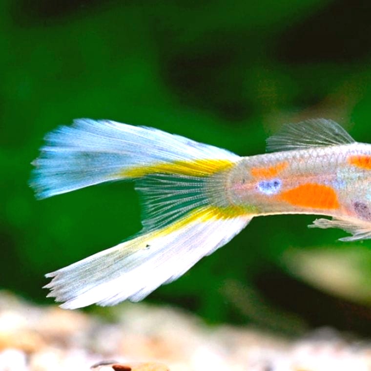 Lyretail Guppy (Poecilia reticulata variety)