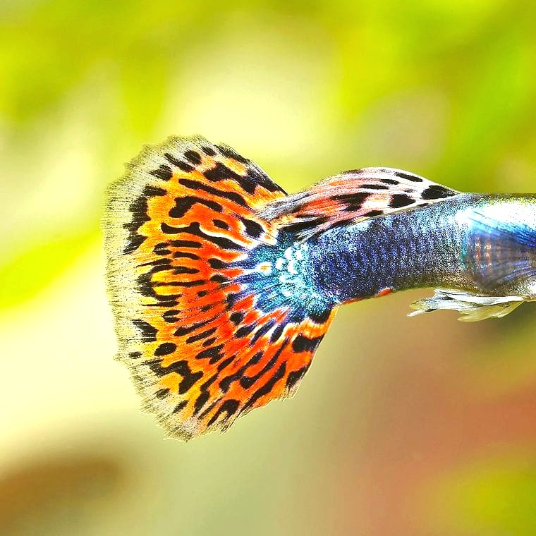 Guppy (Poecilia reticulata)