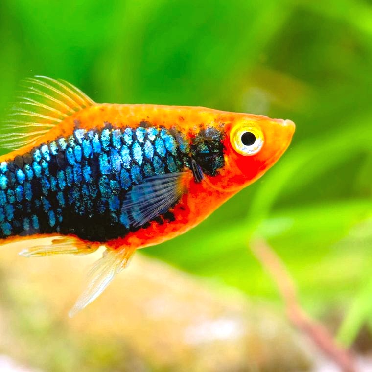 platy fish Xiphophorus maculatus