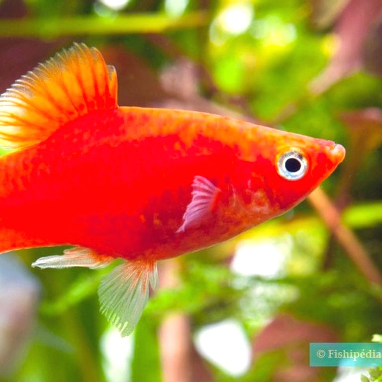 Platy (Xiphophorus maculatus)